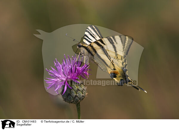 Segelfalter / sail swallowtail / CM-01483
