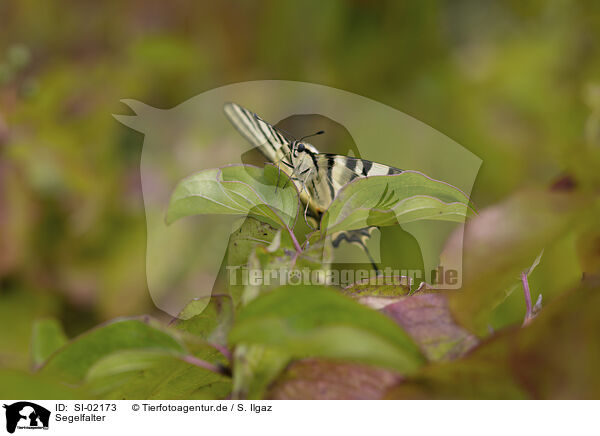 Segelfalter / pear-tree swallowtail / SI-02173