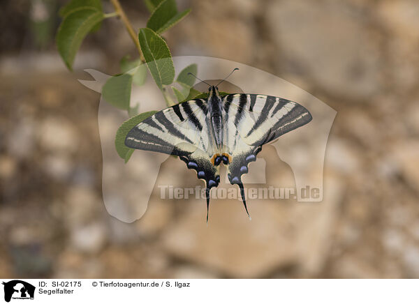 Segelfalter / pear-tree swallowtail / SI-02175