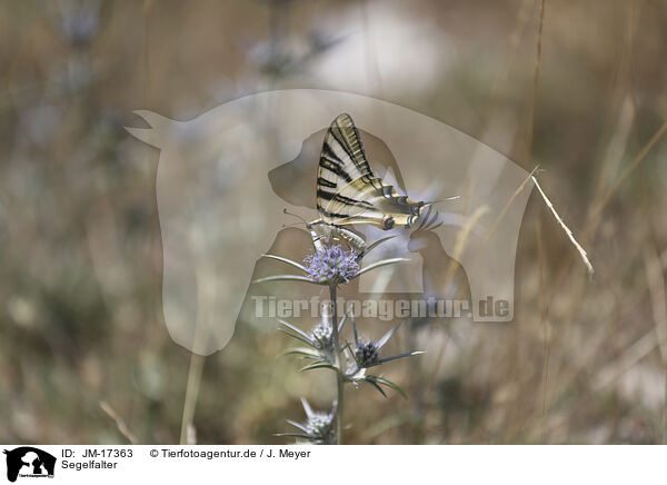 Segelfalter / pear-tree swallowtail / JM-17363