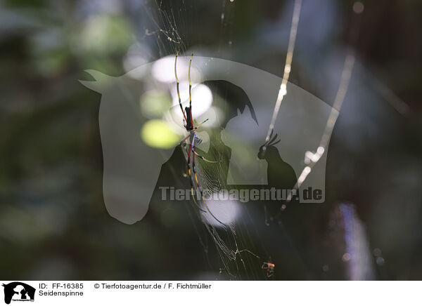 Seidenspinne / constricted golden orb-weaver / FF-16385