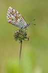 Silbergrner Bluling