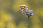 Silbergrner Bluling