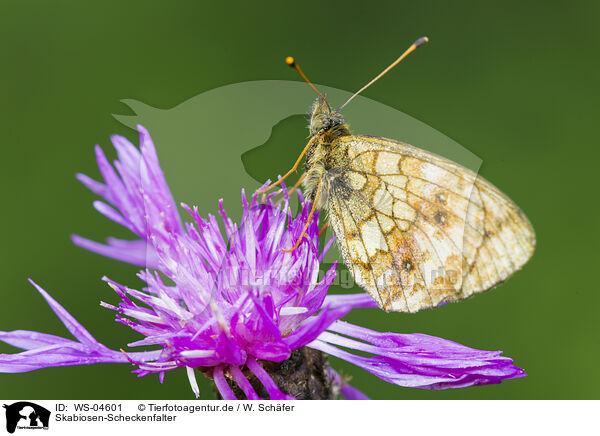 Skabiosen-Scheckenfalter / marsh fritillary / WS-04601