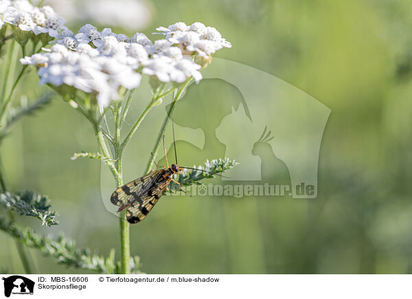 Skorpionsfliege / scorpion fly / MBS-16606