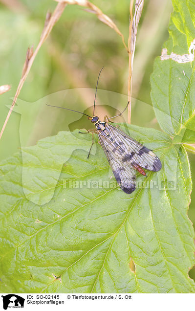 Skorpionsfliegen / scorpion fly / SO-02145