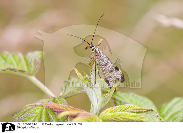 Skorpionsfliegen / scorpion fly / SO-02146