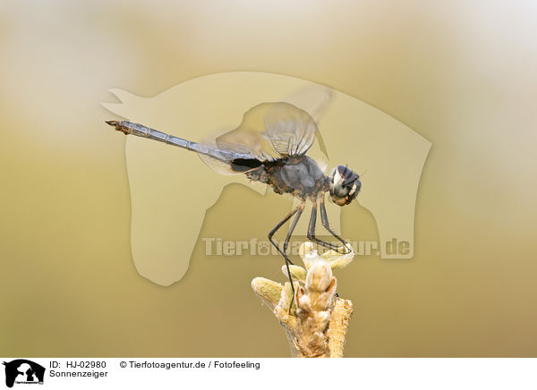 Sonnenzeiger / african dragonfly / HJ-02980
