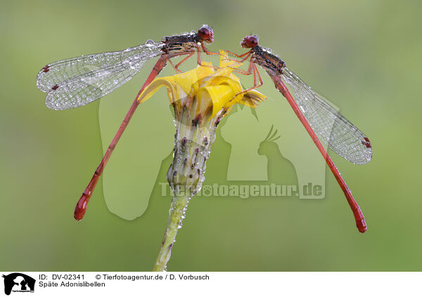 Spte Adonislibellen / small red damselflies / DV-02341