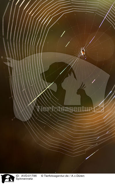 Spinnennetz / cobweb / AVD-01786