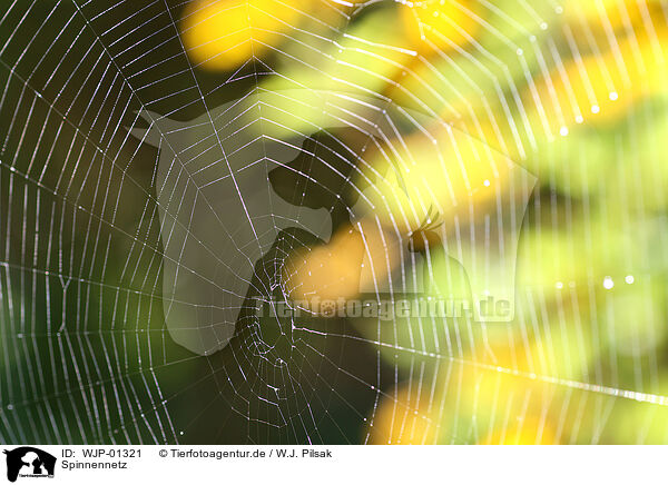 Spinnennetz / cobweb / WJP-01321