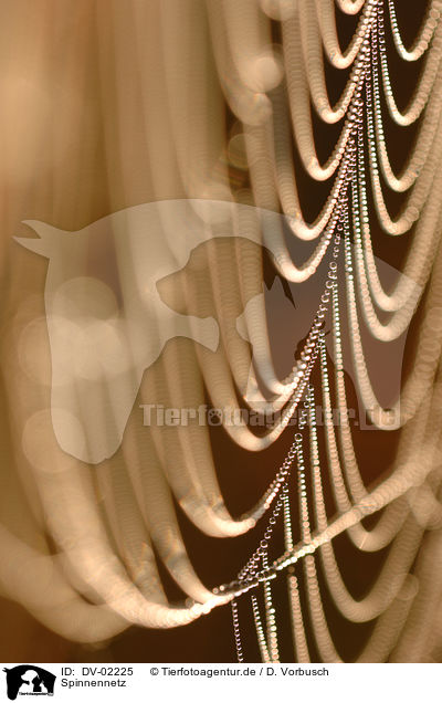 Spinnennetz / cobweb / DV-02225
