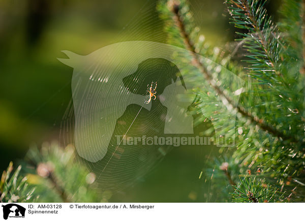 Spinnennetz / spider cobweb / AM-03128