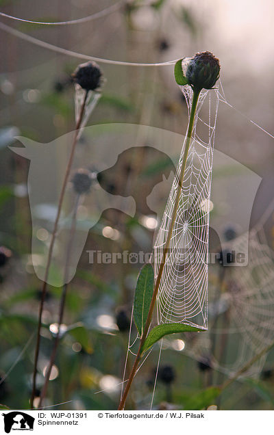 Spinnennetz / spiderweb / WJP-01391