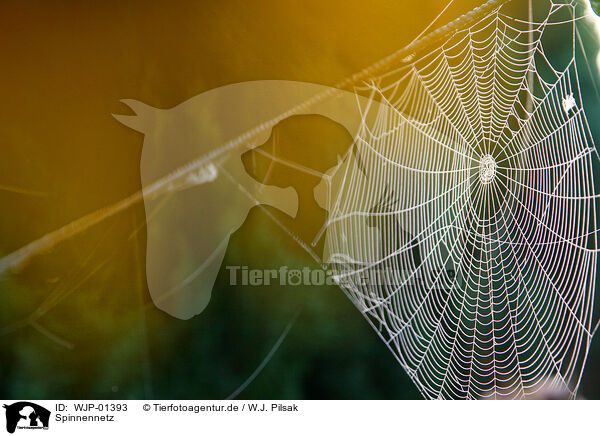 Spinnennetz / spiderweb / WJP-01393