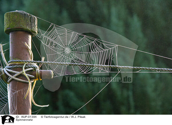 Spinnennetz / spiderweb / WJP-01394