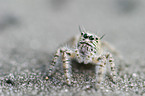 Springspinne