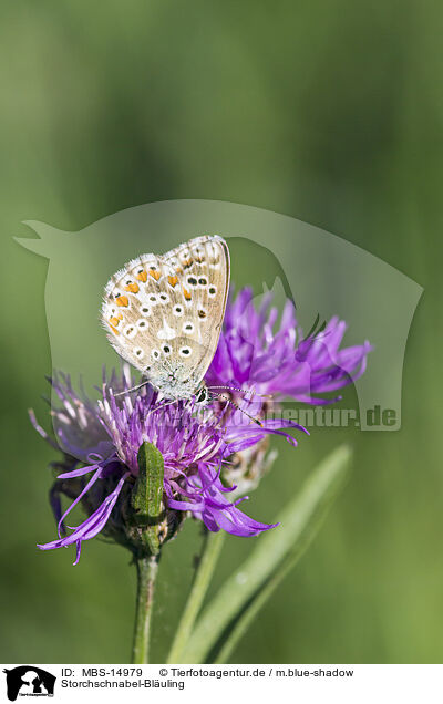 Storchschnabel-Bluling / geranium argus / MBS-14979