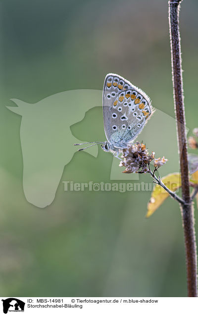 Storchschnabel-Bluling / geranium argus / MBS-14981