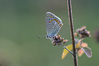 Storchschnabel-Bluling