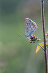 Storchschnabel-Bluling