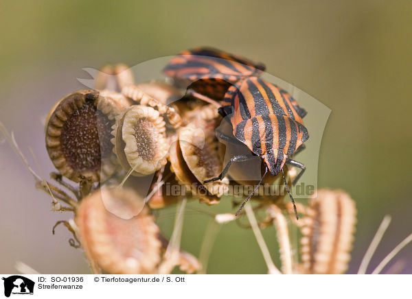 Streifenwanze / striped stink bug / SO-01936