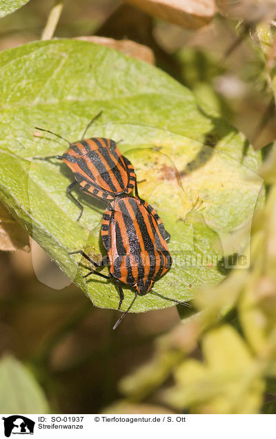 Streifenwanze / striped stink bug / SO-01937