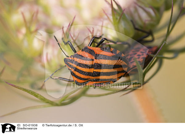 Streifenwanze / striped stink bug / SO-01938
