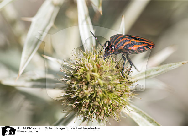 Streifenwanze / Red And Black Striped Stink Bug / MBS-14982