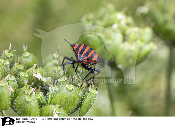 Streifenwanze / Red And Black Striped Stink Bug / MBS-19947
