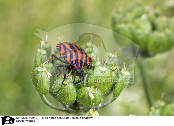 Streifenwanze / Red And Black Striped Stink Bug / MBS-19948