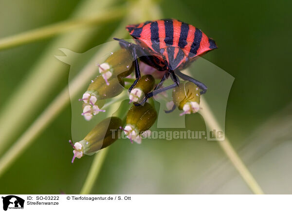 Streifenwanze / Italian striped bug / SO-03222