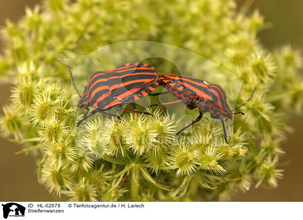 Streifenwanzen / red and black striped stink bug / HL-02678