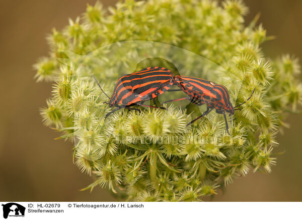 Streifenwanzen / red and black striped stink bug / HL-02679