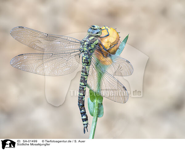 Sdliche Mosaikjungfer / blue-eyed hawker / SA-01499