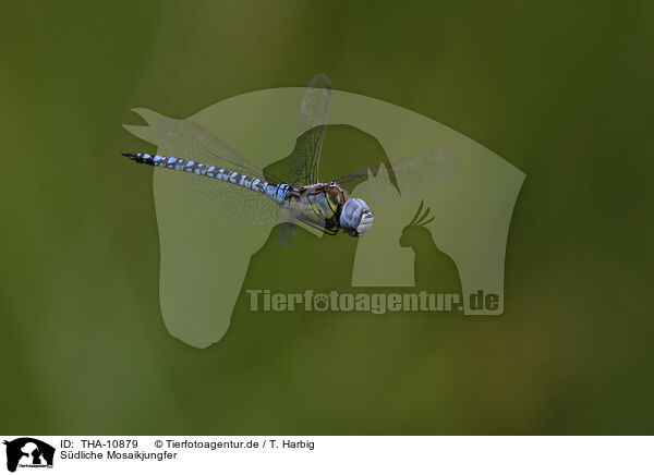 Sdliche Mosaikjungfer / THA-10879