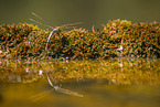 Sdliche Mosaikjungfer