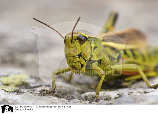 Sumpfschrecke / large marsh grasshopper / SO-02049