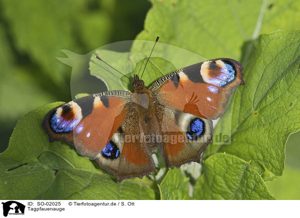 Tagpfauenauge / peacock butterfly / SO-02025