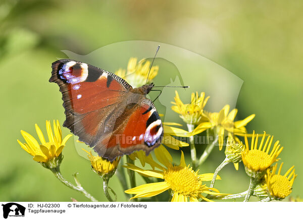 Tagpfauenauge / European Peacock butterfly / HJ-02300