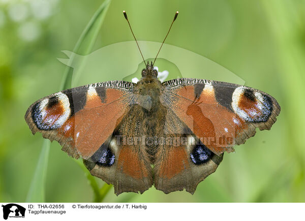 Tagpfauenauge / peacock butterfly / THA-02656