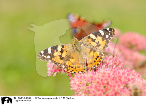 Tagpfauenauge / european peacock butterfly / DMS-04682