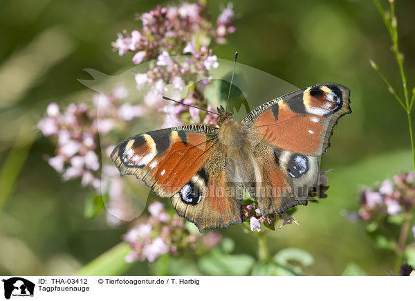 Tagpfauenauge / european peacock / THA-03412