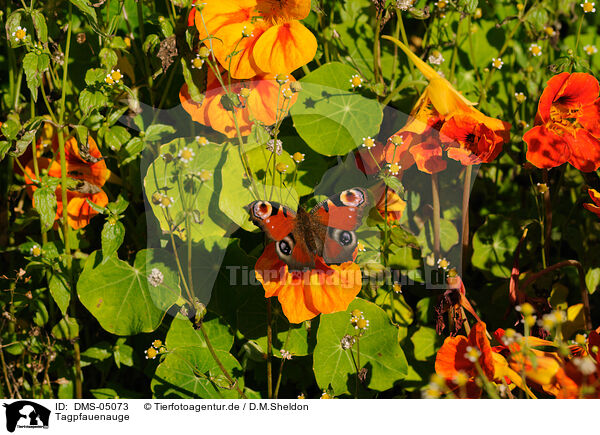 Tagpfauenauge / european peacock / DMS-05073