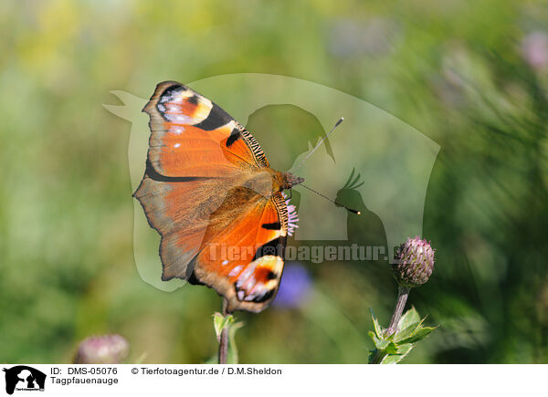 Tagpfauenauge / european peacock / DMS-05076