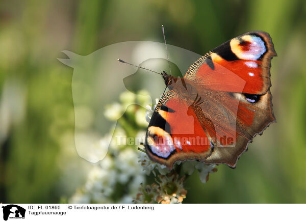 Tagpfauenauge / european peacock butterfly / FL-01860