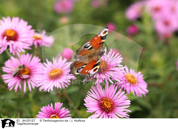 Tagpfauenauge / european peacock / JH-25127