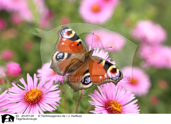 Tagpfauenauge / european peacock / JH-25128