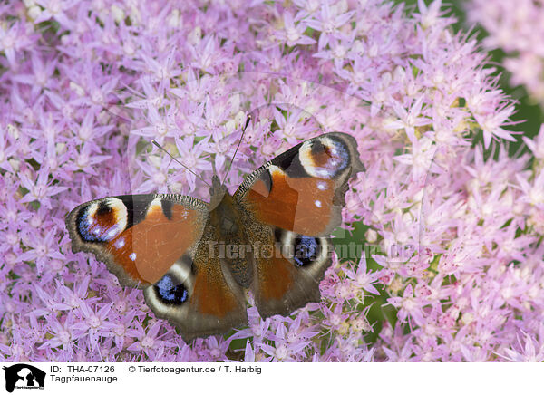 Tagpfauenauge / Peacock Butterfly / THA-07126