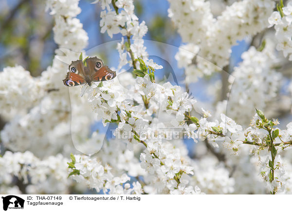 Tagpfauenauge / Peacock Butterfly / THA-07149